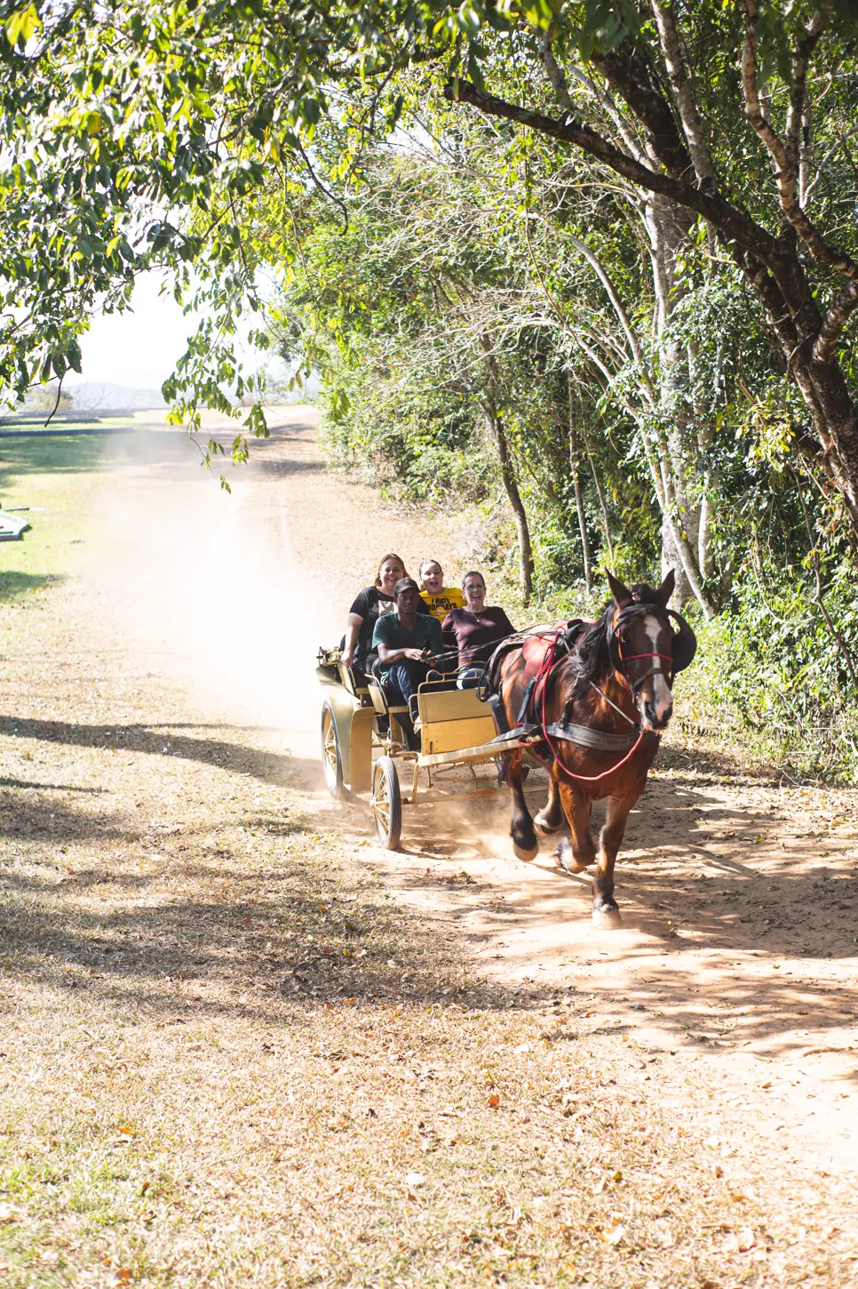Charrete puxada a cavalo na estrada de terra da fazenda