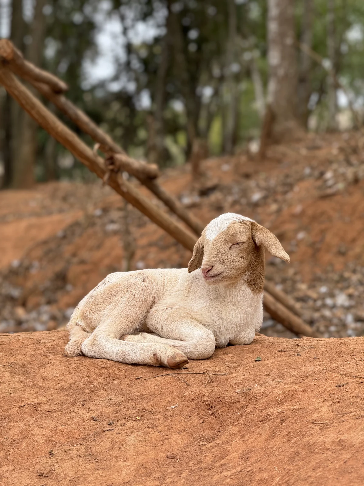 Cordeiro deitado à sombra na fazendinha do Hotel Fazenda Minas Real